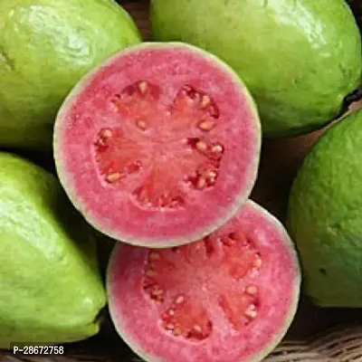 Platone Guava Plant Red Guava Grafted Fruit Plants-thumb2