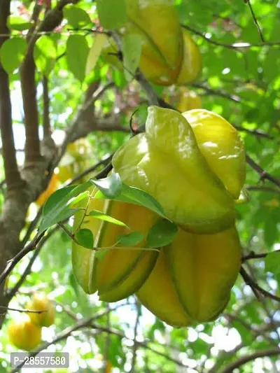 Platone Star Fruit Carambola Grafted Plant sm11-thumb0