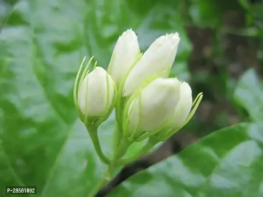 Platone Jasmine Plant Jasmine Flower Plant (08)