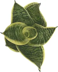 Platone Snake Plant Sansoveria Plant-thumb1