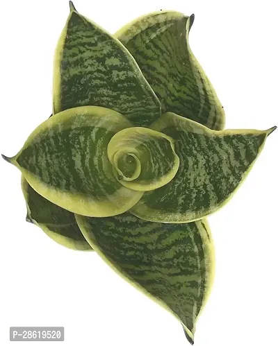 Platone Snake Plant Sansoveria Plant-thumb2