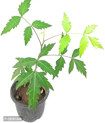 Platone Neem Plant Neem Plant-thumb0