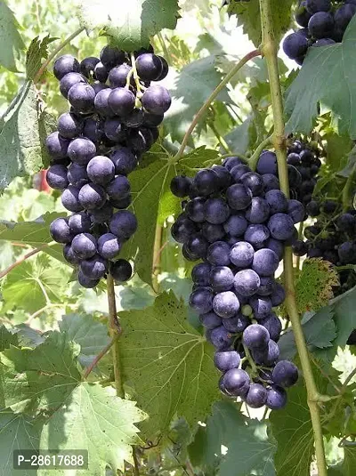 Platone Grapes Plant Black Grapes