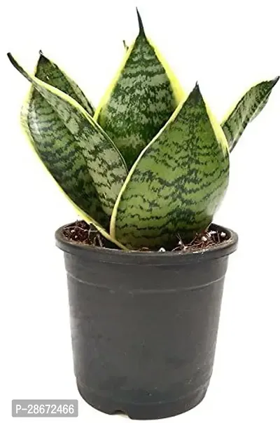 Platone Snake Plant SNAKE PLANT02