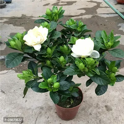 Platone Lemon Plant Madhu Kamini flower Plant