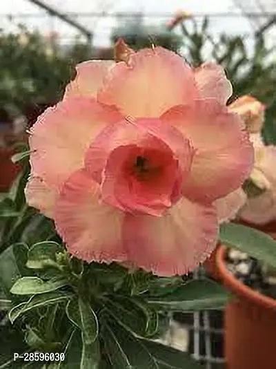 Platone Adenium Plant 216Adenium Hybrid Plant-thumb0