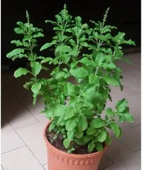 Platone Tulsi Plant TULSI (HOLY BASIL)-thumb1