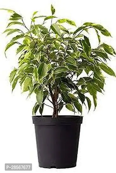 Platone Ficus Plant Ficus Boundary-thumb0