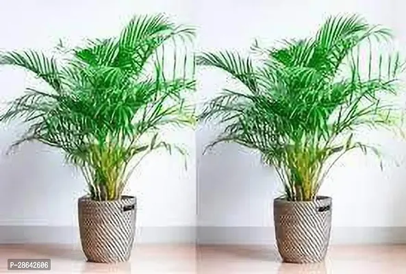 Platone Areca Palm Areca Paim