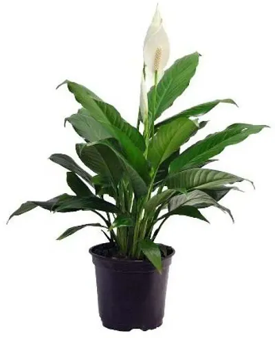 Hot Selling Plant & Planters 