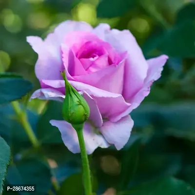 Platone Rose Plant Purple Pink Rose Plant-thumb0