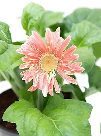 Platone Gerbera Plant Plants 162-thumb2