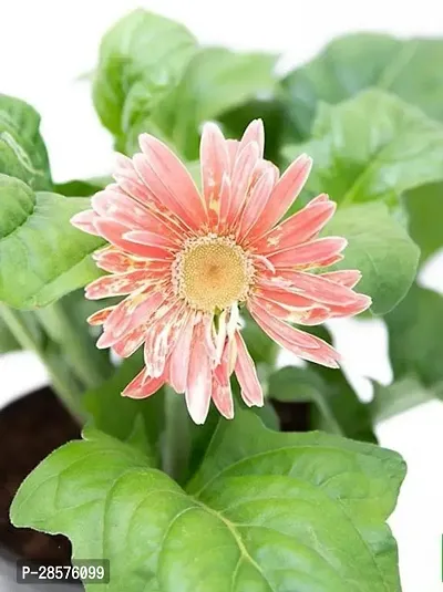 Platone Gerbera Plant Plants 162-thumb3