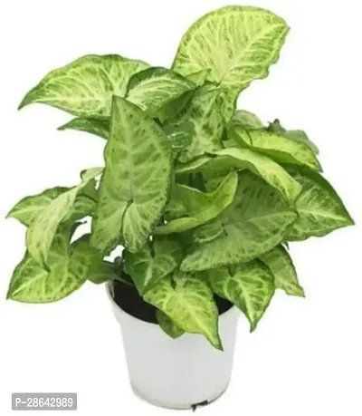 Platone Syngonium Plant Syngonium plant-thumb0