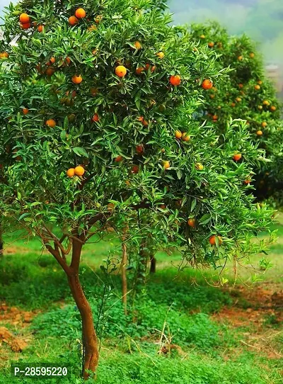 Platone Orange Plant Nagpur Orange Plant (Fine Grafted)-thumb2