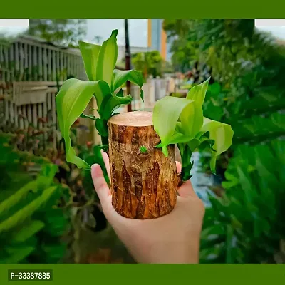 Brazil Bamboo Long Live Plant without Pot