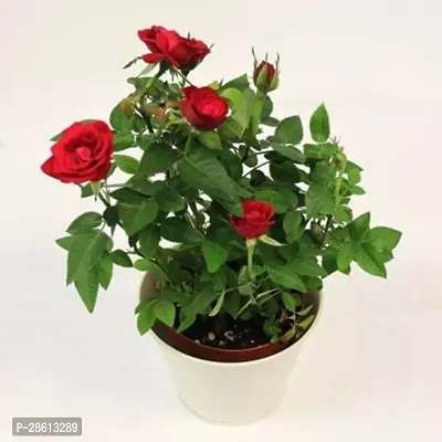 Platone Rose Plant Red Rose0123