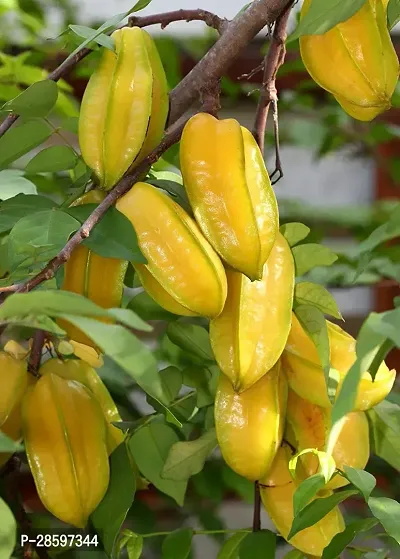 Platone Star Fruit Carambola Grafted Plant starfruit plant