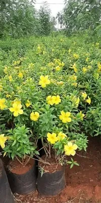 Platone Almond Plant Allamanda flower plant-thumb2