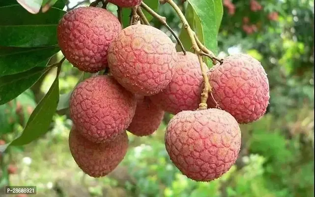 Platone Litchi Plant lffl01