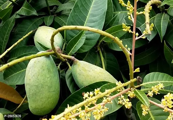 Platone Mango Plant Mango Vastra All timeVariety Fruit Grafted Live Plant Tree (1.5-2 Ft Size)-thumb0