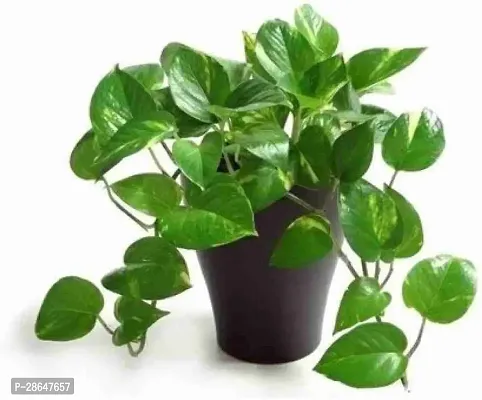 Platone Money Plant Money Plant-thumb0