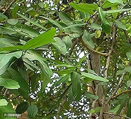 Platone Tamarind Plant arjuna58