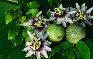 Platone Passion Plant PUSHPARGHYA_PASSION_FRUIT_PLANT-thumb1