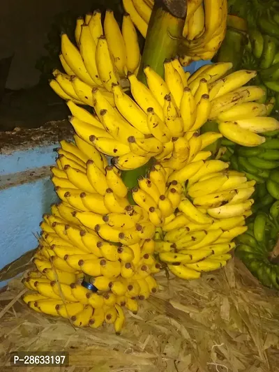 Platone Banana Plant Golden Beauty banana