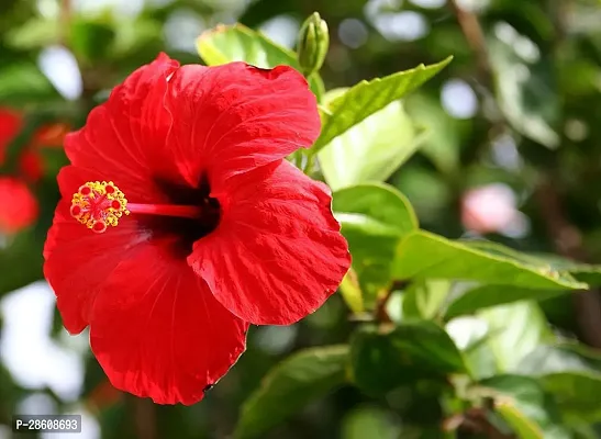 Platone Hibiscus Plant RED HIBISCUS 1-thumb0