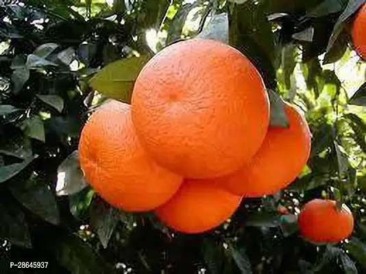 Platone Orange Plant MDUG18