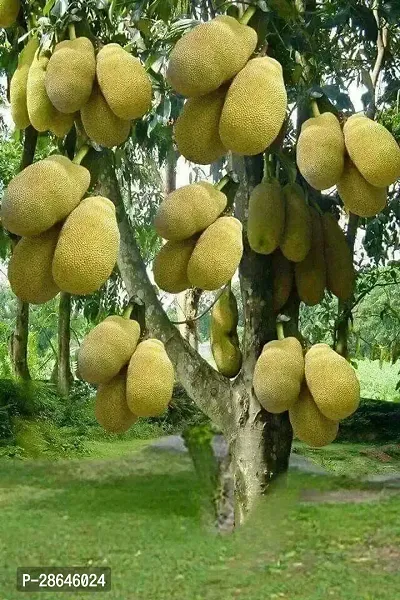 Platone Jack Fruit Plant Jack Fruit Plant (grafted) J003-thumb0