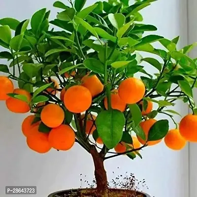 Platone Orange Plant Orang plant-thumb2