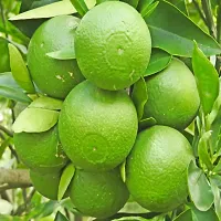 Platone Lemon Plant Thai BARI 1 Malta Mosambi Sweet Lemon grafted fruit tree 1.6 feet live plant suitable for Bonsai-thumb1