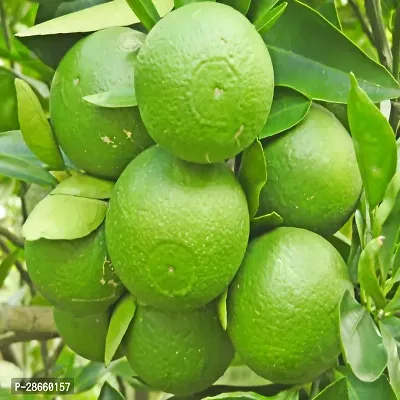 Platone Lemon Plant Thai BARI 1 Malta Mosambi Sweet Lemon grafted fruit tree 1.6 feet live plant suitable for Bonsai-thumb2