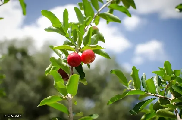 Platone Cherry Fruit Plant ab1-thumb0