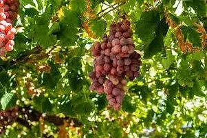 Platone Grape Plant GRAPES PLANT 9112-thumb2