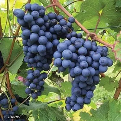 Platone Grapes Plant Black Grapes Plant ( HYBRID )-thumb0