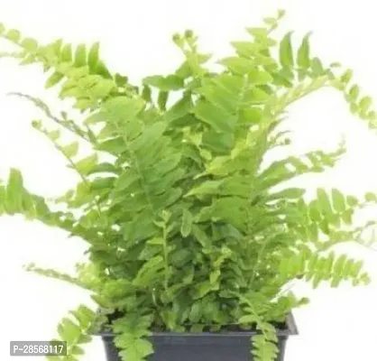 Platone Fern Plant Fern Plant