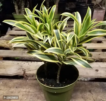 Platone Dracaena Plant E-GRDN_308