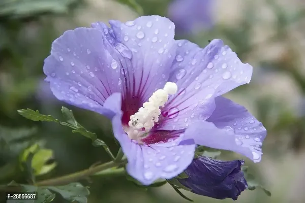 Platone Hibiscus Plant Earth Angels-thumb0