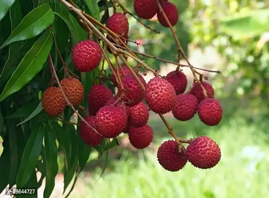 Platone Litchi Plant Nephelium Litchi-thumb0