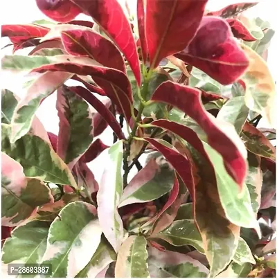 Platone ExcoecariaLaila Majnu Plant Live Laila MajnuExcoecaria Bicolor Attractive Foliage Plant With Pot - Decorative IndoorOutdoor Plant