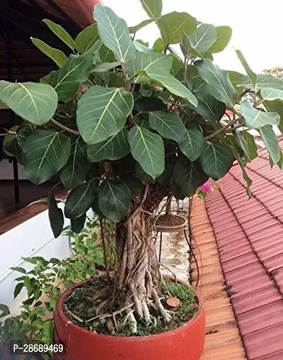 Platone Ficus Plant FICUS PLANT-thumb0