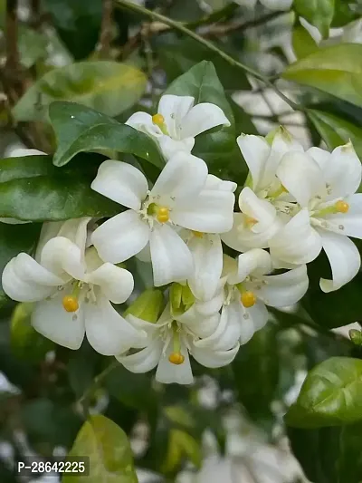 Platone Murraya Paniculata Plant Kamini Flower Murraya PaniculataPlant CF00971