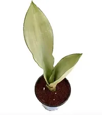 Platone Snake Plant Snake Plant Moonshine-thumb1