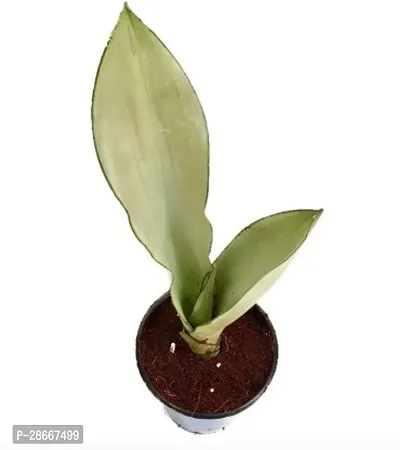 Platone Snake Plant Snake Plant Moonshine-thumb2