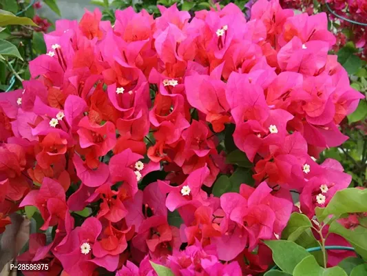 Platone Bougainvillea Plant Bougainvillea live plantwith pot color red-thumb2