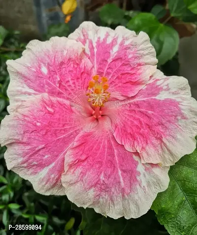 Platone Hibiscus Plant Hibiscus Hybrid Live Flower Plant Disha-90061-thumb0