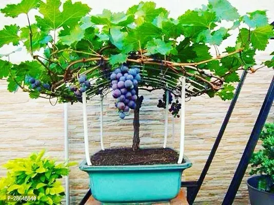 Platone Grapes Plant Live Black Small Grape Angoor Plat d